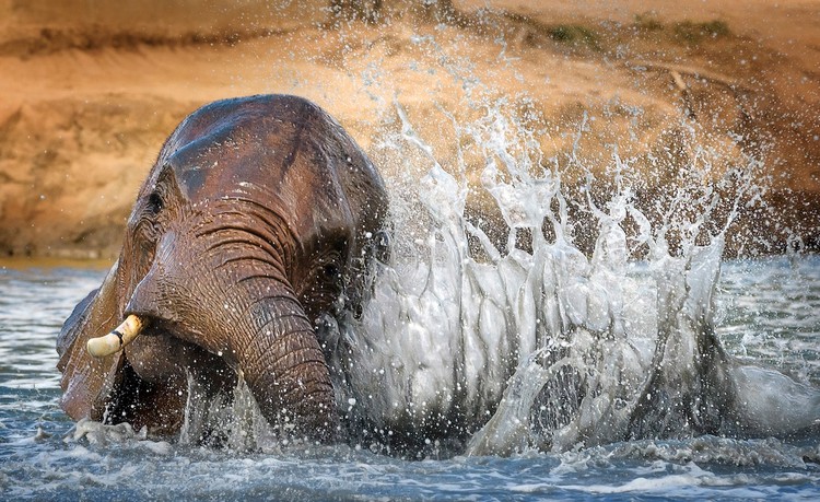 WildArt Photographer of the Year  2022