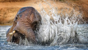 WET Highly Commended karya Vicki Jauron (AS) Foto: WildArt Photographer of the Year