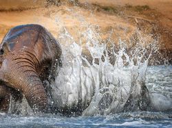 Bikin Terpukau! Ini Karya Jawara Kontes Satwa Liar 2022