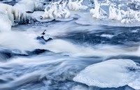 WildArt Photographer of the Year  2022