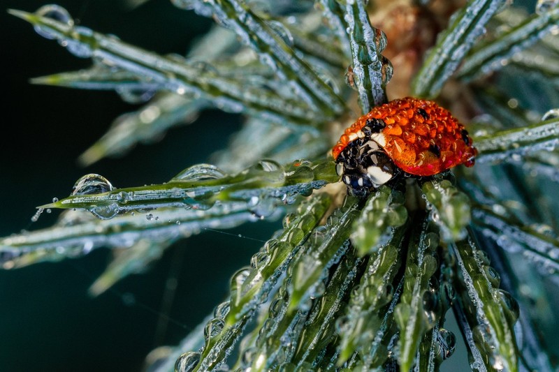 WildArt Photographer of the Year  2022