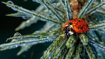 WET Commended karya Tim Crabb Foto: WildArt Photographer of the Year