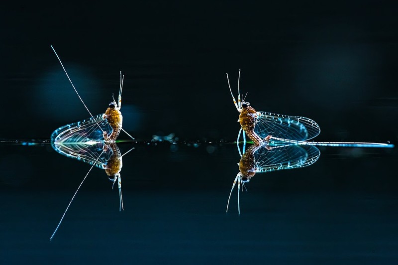 WildArt Photographer of the Year  2022