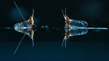 WET Commended karya Csaba Daroczi. Foto: WildArt Photographer of the Year