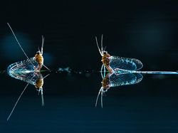 Bikin Terpukau! Ini Karya Jawara Kontes Satwa Liar 2022