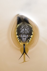 WildArt Photographer of the Year  2022