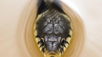 WET Commended karya Marco Maggesi Foto: WildArt Photographer of the Year