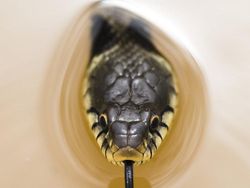 Bikin Terpukau! Ini Karya Jawara Kontes Satwa Liar 2022