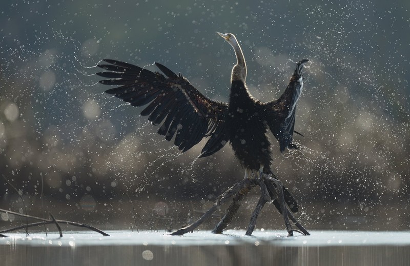 WildArt Photographer of the Year  2022