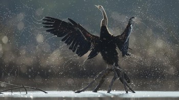 WET Commended karya Wanchanok Suvarnakara Foto: WildArt Photographer of the Year