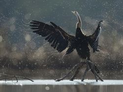 Bikin Terpukau! Ini Karya Jawara Kontes Satwa Liar 2022