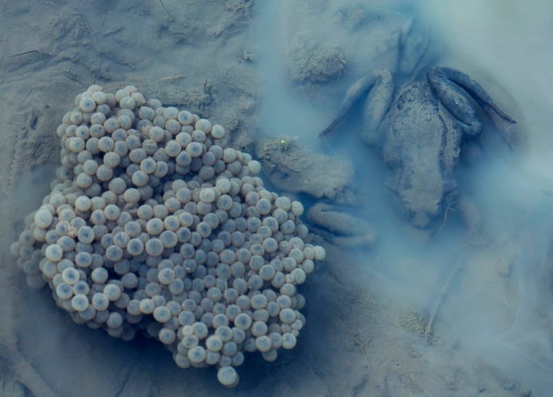 WildArt Photographer of the Year  2022