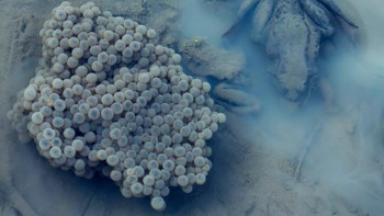 WET Commended karyac Irma Szabo.Foto: WildArt Photographer of the Year