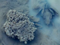 Bikin Terpukau! Ini Karya Jawara Kontes Satwa Liar 2022