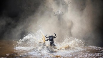 WET Silver Awards diraih Vicki Jauron dari AS. Foto: WildArt Photographer of the Year