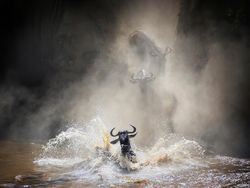 Bikin Terpukau! Ini Karya Jawara Kontes Satwa Liar 2022