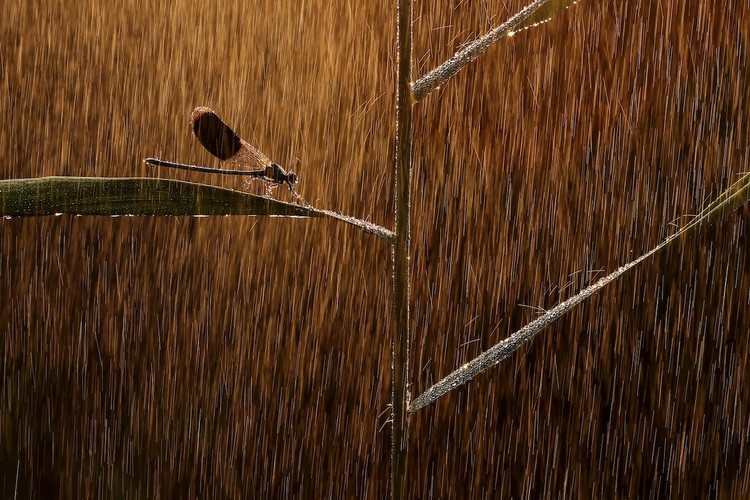 WildArt Photographer of the Year  2022