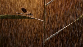 WET Bronze Awards diraih Norbert Kaszas. Foto: WildArt Photographer of the Year