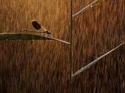 Bikin Terpukau! Ini Karya Jawara Kontes Satwa Liar 2022