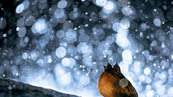 Founder choice diraih Bernhard Schubert dari Austria. Foto: WildArt Photographer of the Year