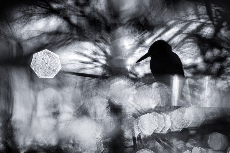 WildArt Photographer of the Year  2022