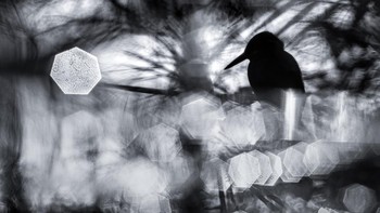 Young WET diraih Luca Lorenz dari Jerman Foto: WildArt Photographer of the Year