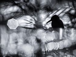 Bikin Terpukau! Ini Karya Jawara Kontes Satwa Liar 2022