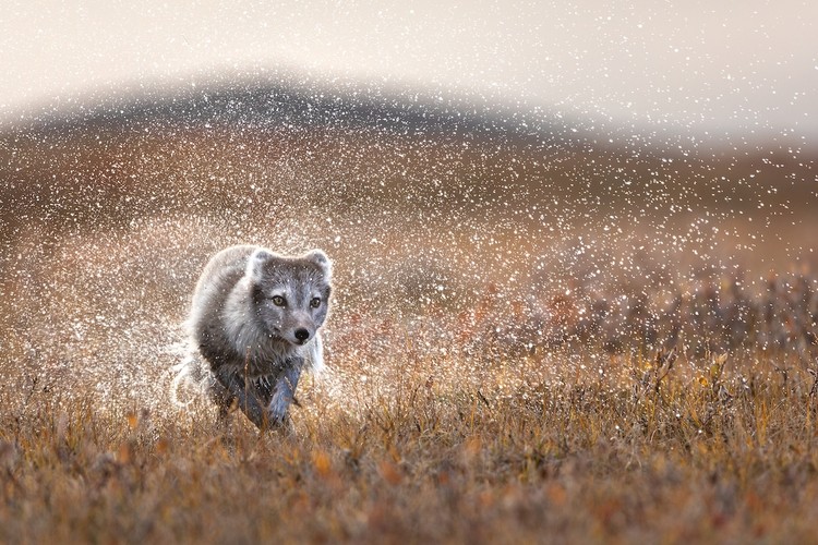 WildArt Photographer of the Year  2022