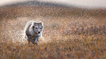 WET Highly Commended karya Florian Warnecke dari Jerman. Foto: WildArt Photographer of the Year