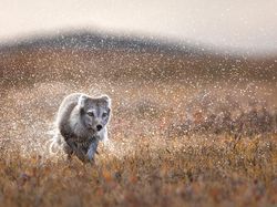 Bikin Terpukau! Ini Karya Jawara Kontes Satwa Liar 2022