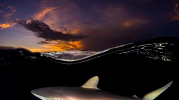 WET Highly Commended karya Sean Chinn dari Inggris Foto: WildArt Photographer of the Year