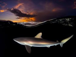 Bikin Terpukau! Ini Karya Jawara Kontes Satwa Liar 2022