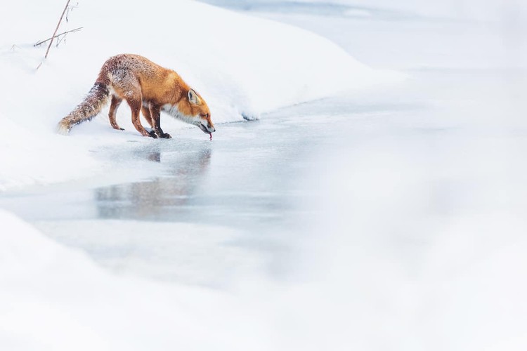WildArt Photographer of the Year  2022