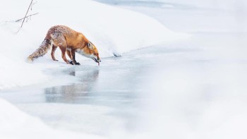 WET Highly Commended karya Lukasz Sokol (Polandia).  Foto: WildArt Photographer of the Year