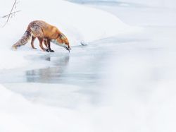 Bikin Terpukau! Ini Karya Jawara Kontes Satwa Liar 2022