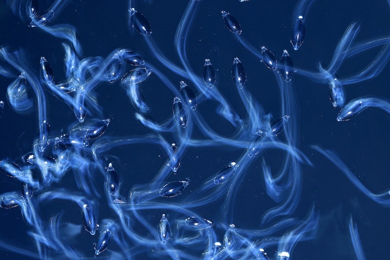 WildArt Photographer of the Year  2022