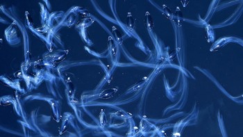 WET Highly Commended karya  Norbert Kaszás (Hongaria). Foto: WildArt Photographer of the Year