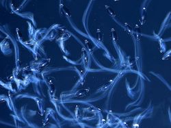 Bikin Terpukau! Ini Karya Jawara Kontes Satwa Liar 2022