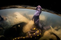 WildArt Photographer of the Year  2022