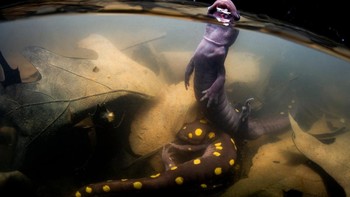 WET Highly Commended karya Matthew Sullivan (AS).  Foto: WildArt Photographer of the Year