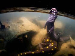 Bikin Terpukau! Ini Karya Jawara Kontes Satwa Liar 2022