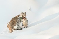 WildArt Photographer of the Year  2022