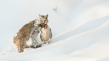 WET Gold Award diraih Vicki Santello dari AS. Menampilkan gambar Bobcat yang berhasil berburu di sungai Madison. Foto: WildArt Photographer of the Year