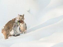 Bikin Terpukau! Ini Karya Jawara Kontes Satwa Liar 2022