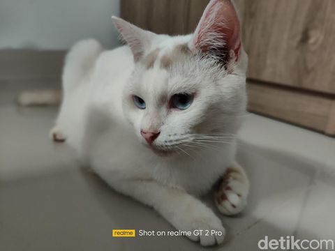 Hasil foto Realme GT 2 Pro Hasil foto Realme GT 2 Pro