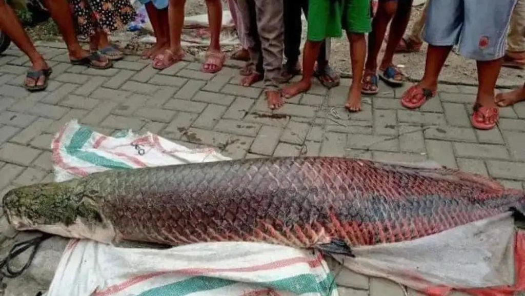 Soal Ikan Arapaima Bikin Heboh di Tangerang: Asal Amazon-Dilarang di RI