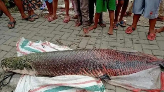 Ikan raksasa jenis Arapaima menghebohkan warga Kedaung Baru, Kota Tangerang, Jumat (1/4/2022).