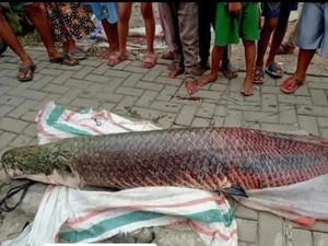 Jangan Coba-coba Jual Ikan Terlarang Ini di RI, Bisa Dipenjara!