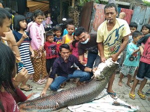 Ikan Raksasa Bikin Heboh Bukan Ditemukan di Kali Cisadane, tapi...