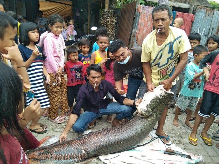 Ikan Raksasa Bikin Heboh Bukan Ditemukan Di Kali Cisadane Tapi